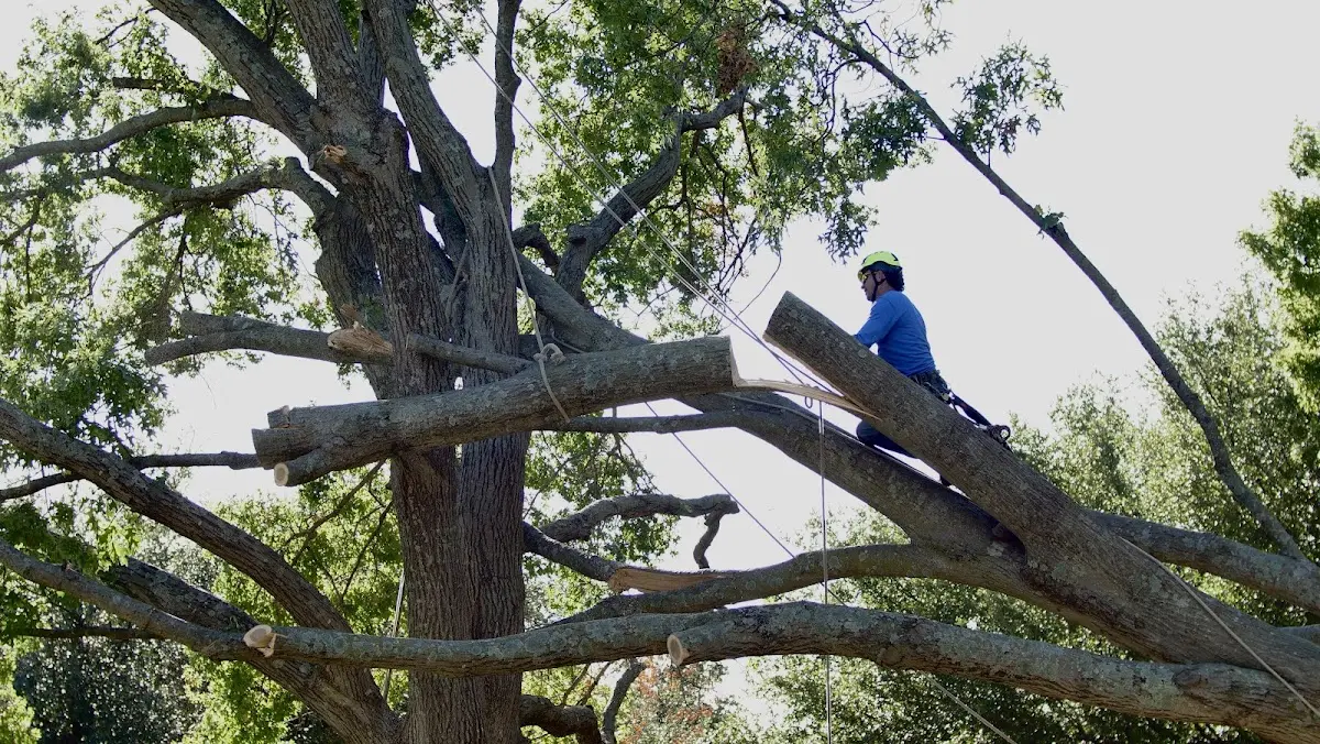 Professional Crown Thinning performed by certified arborists in Fernandina Beach